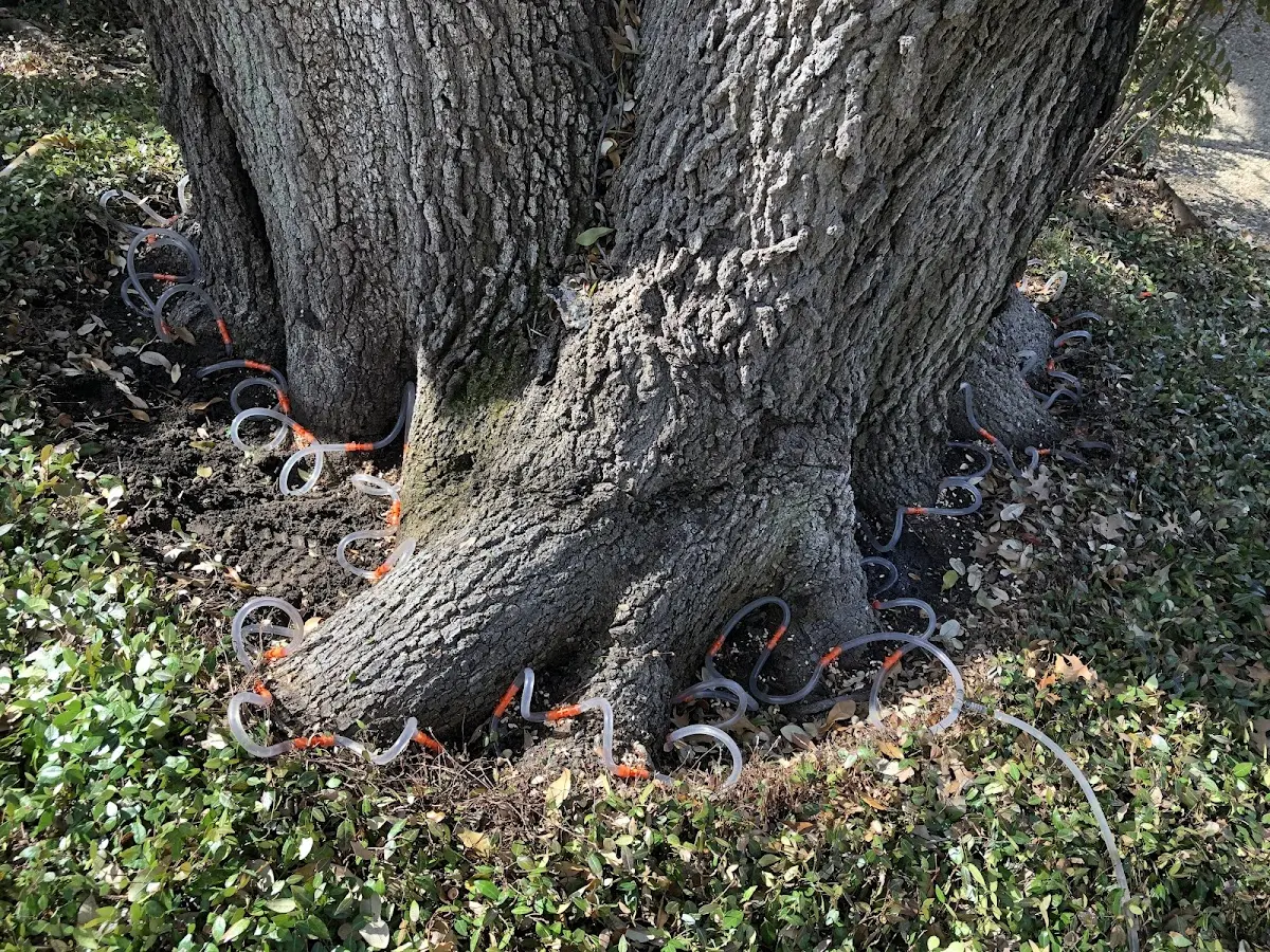 Detailed Tree Cabling and Bracing job site in Huslia