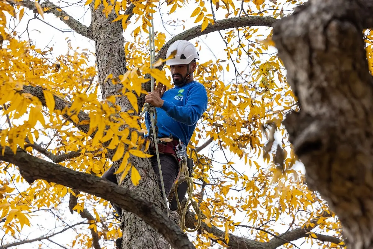 Skilled Tree Transplanting crew working in Huslia